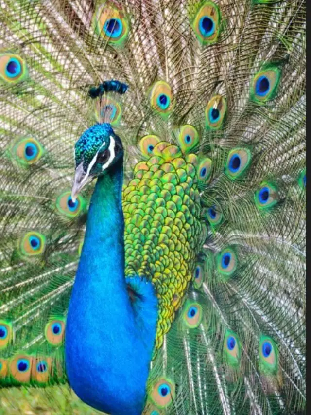 National Birds Day 2024: Most beautiful and unique birds in the world